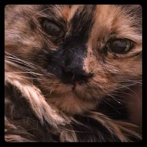 Meet your Posher, Wil